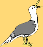 Seagull
